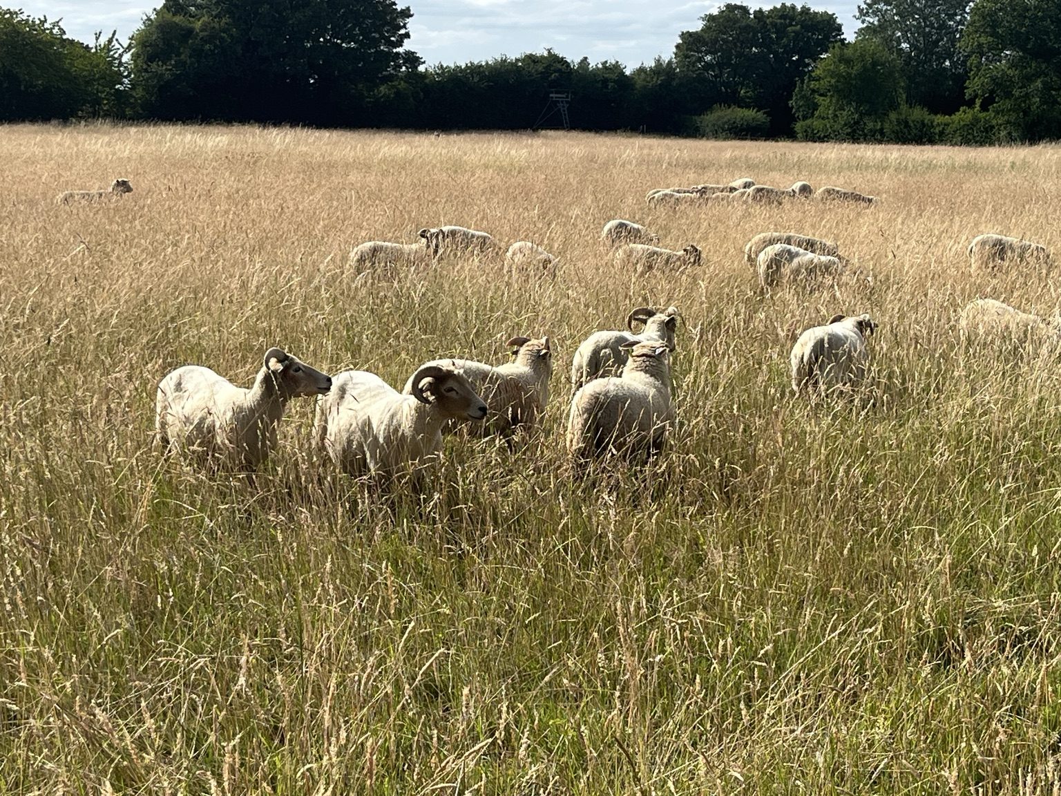 Sheep grazing in long summer grass