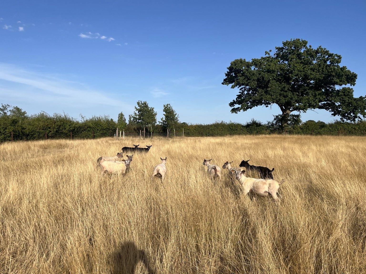 Mixed flock under a large tree