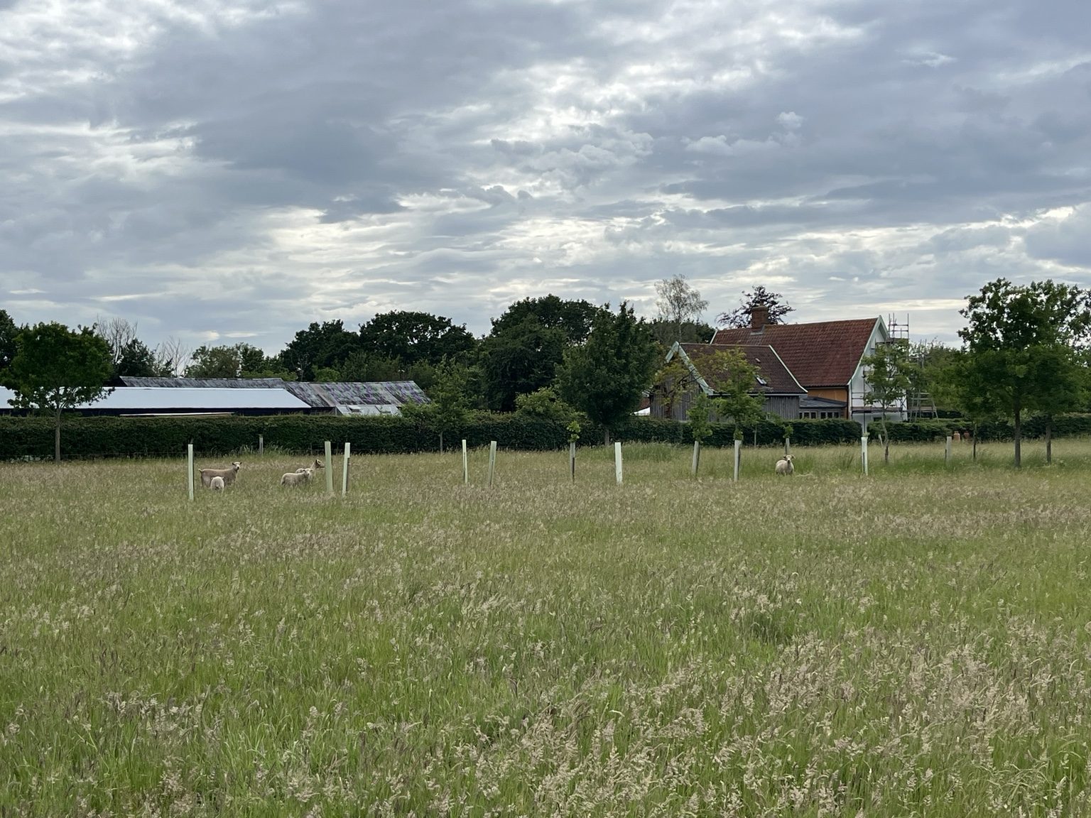 View towards the farm buildings across the field