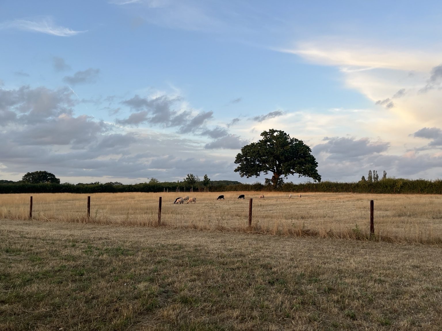 Sheep in a field with a large oak tree