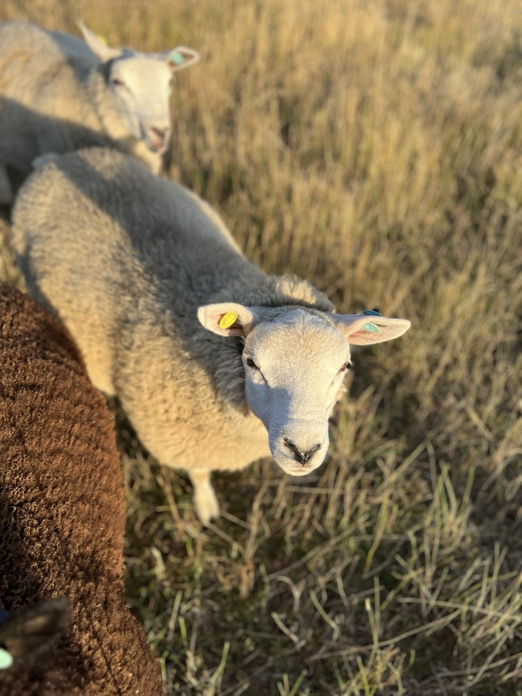 Close-up of a sheep at Berry Farm